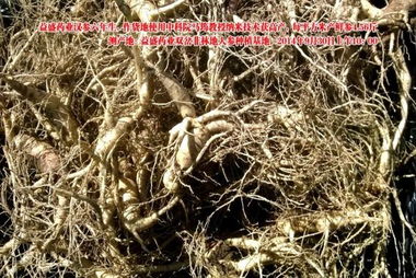 益盛藥業(yè)萬畝農(nóng)田種植人參遇干旱仍增產(chǎn)，西洋參成亮點
